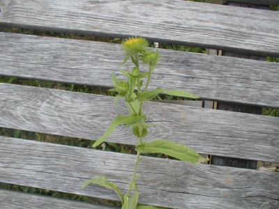 1437522019_inula 23.jpg